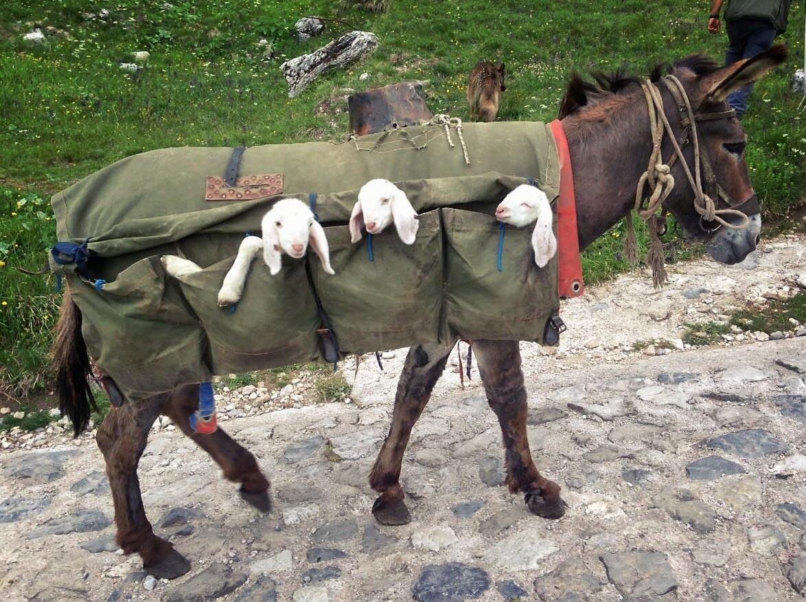 Rifugio Cacciatore 8