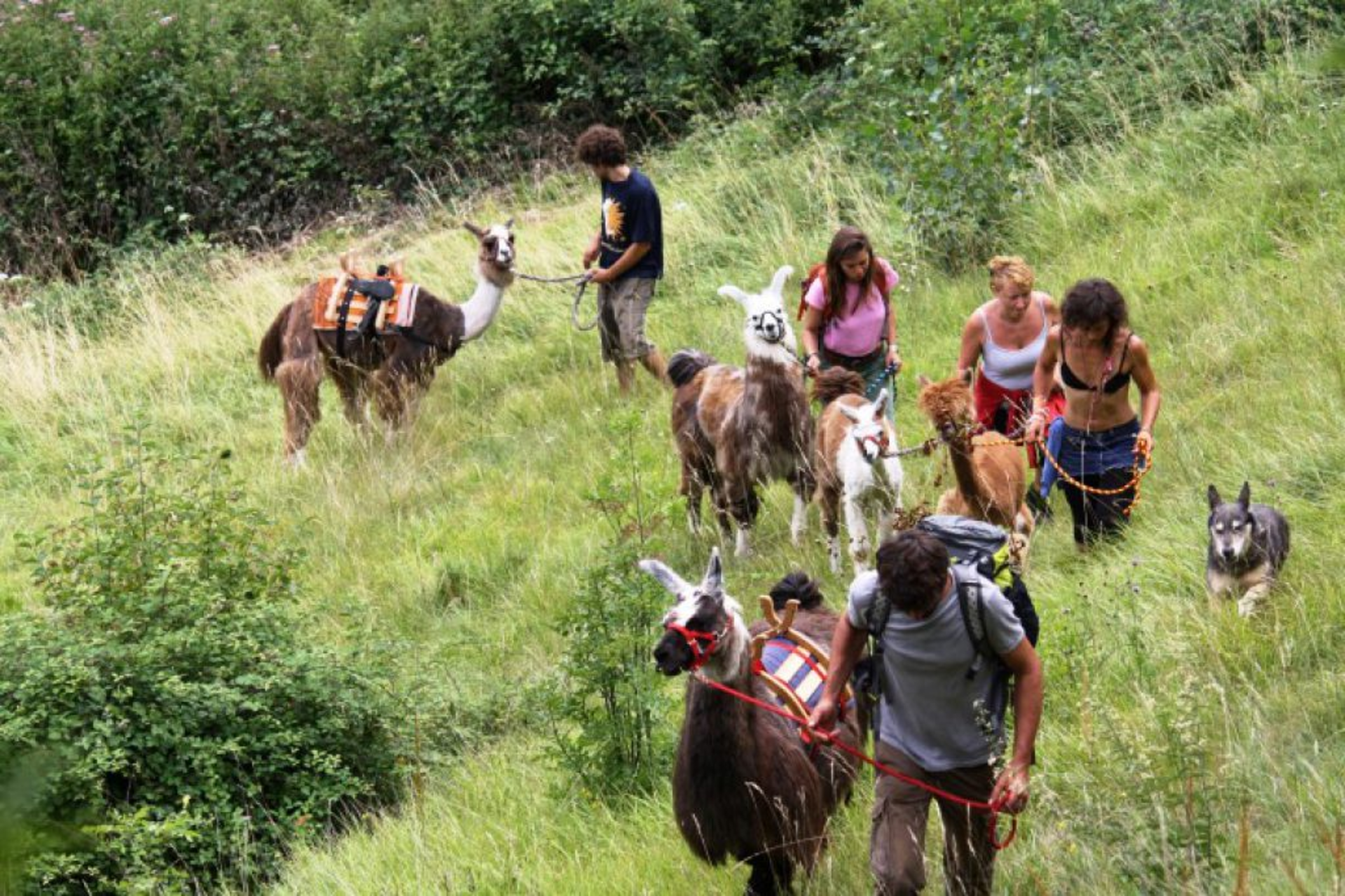 Events San Lorenzo Dorsino 18138 Image Thumb 18138 Thumb1920 Trekking Lama 1519d922