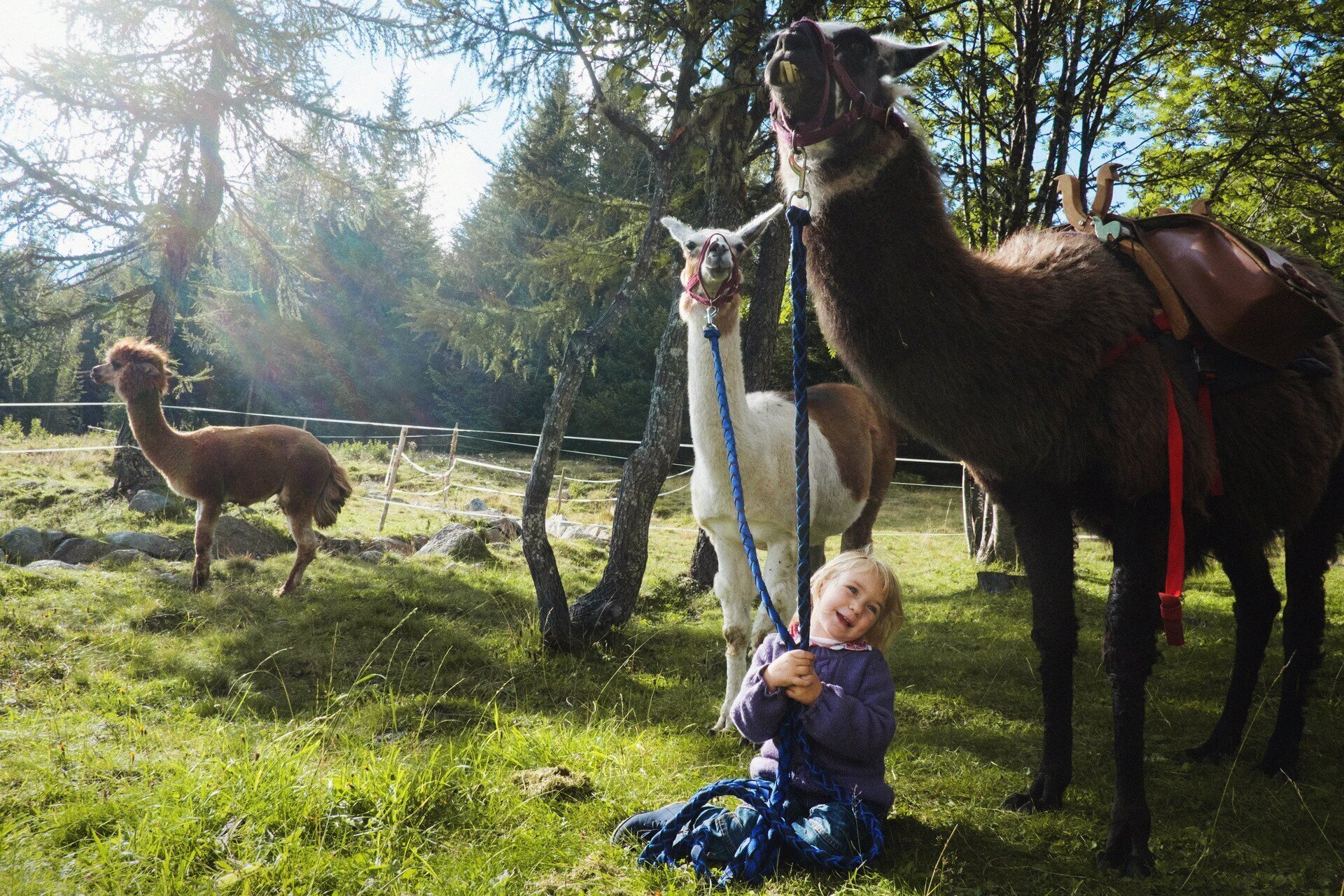Trekking con i lama