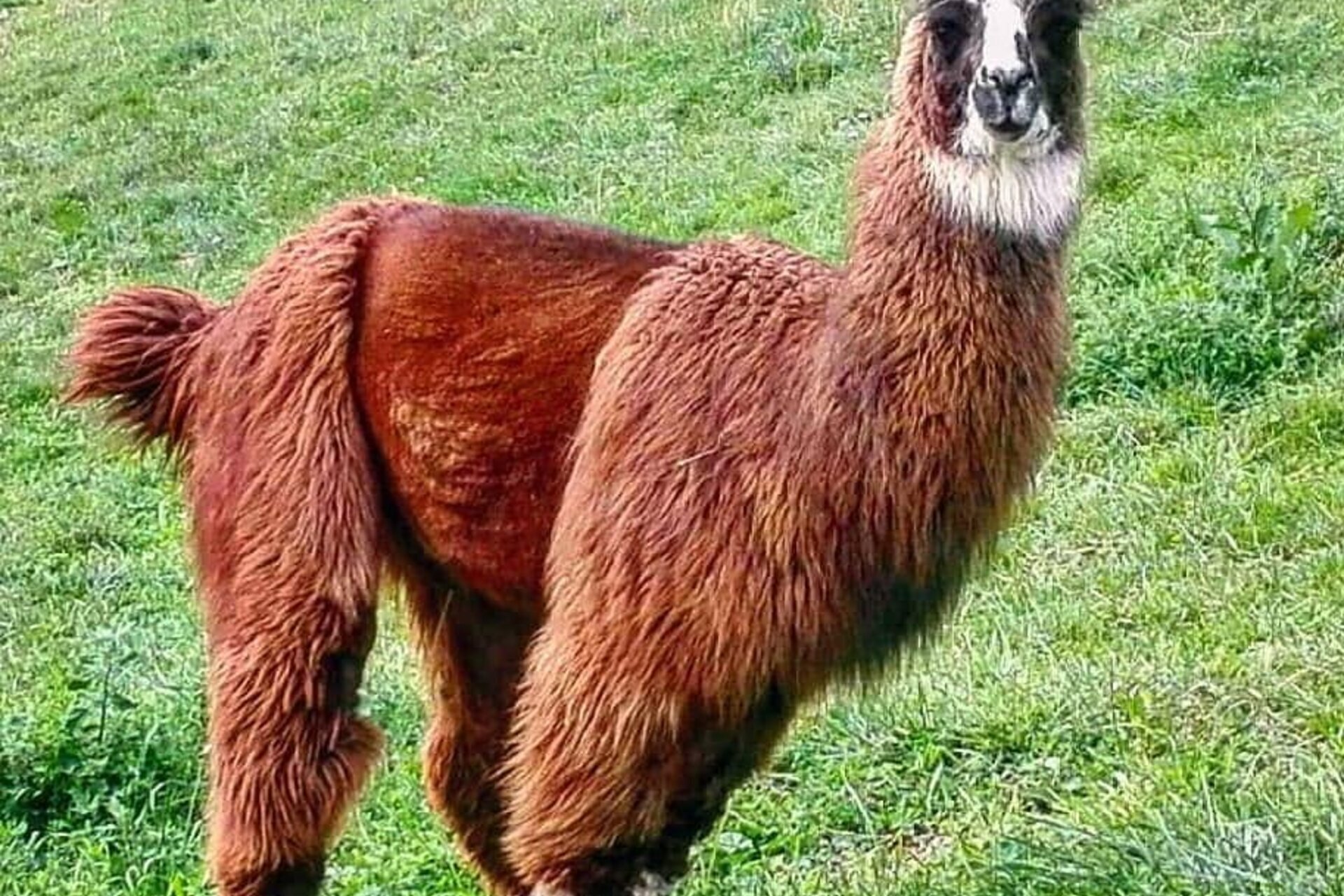 Events San Lorenzo Dorsino 26053 Image Thumb 26053 Thumb1920 Alpaca E8944b8f