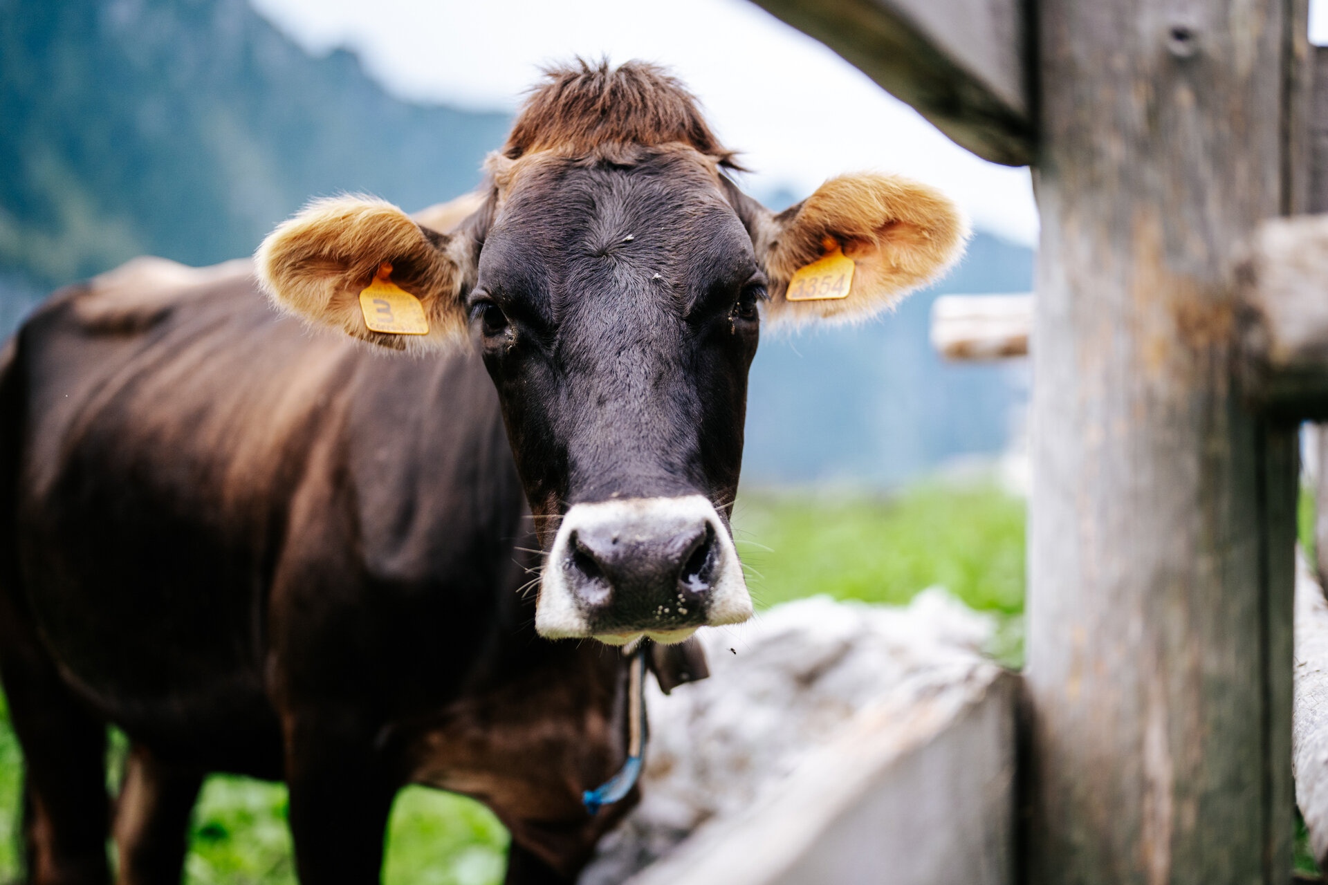 Malga Senaso di Sotto