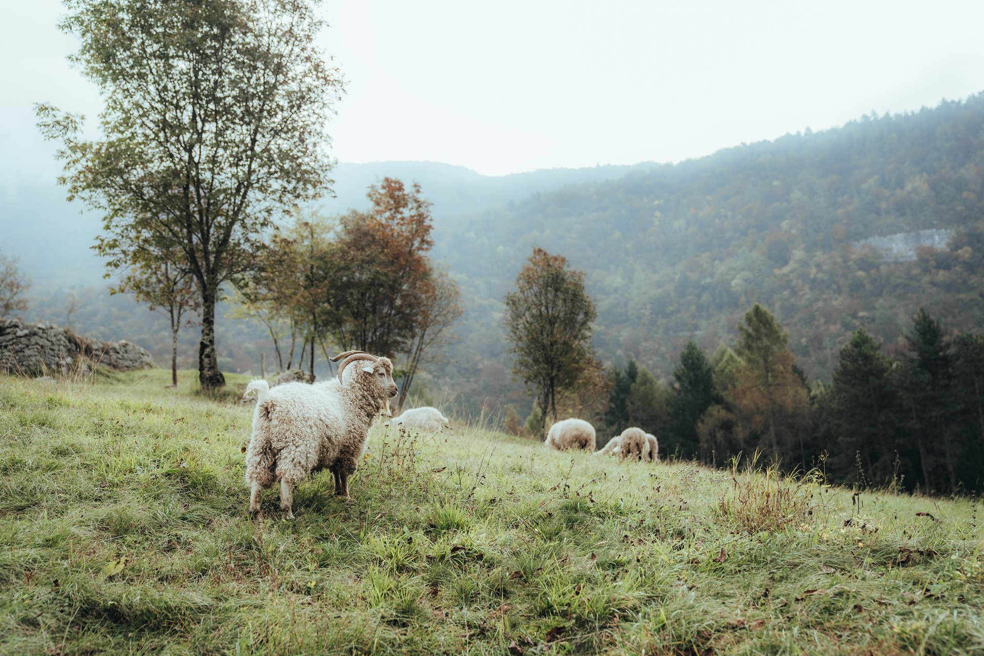 Content Dam Org 5 Images Full Rights Dolomiti Paganella Agriturismi Fattoria Athabaska Fattoria Athabaska Deggia Autunno 2025 Ph Josirigu