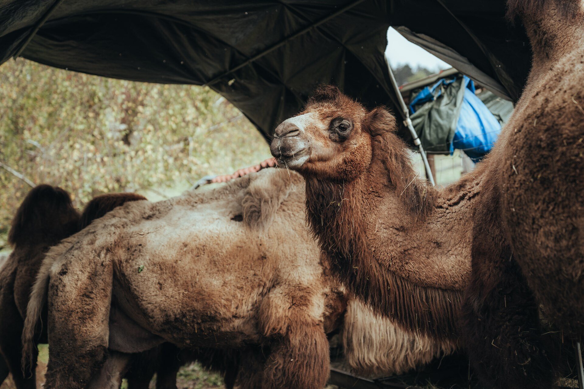 Content Dam Org 5 Images Full Rights Dolomiti Paganella Agriturismi Fattoria Athabaska Fattoria Athabaska Deggia Autunno 2025 Ph Josirigu 1