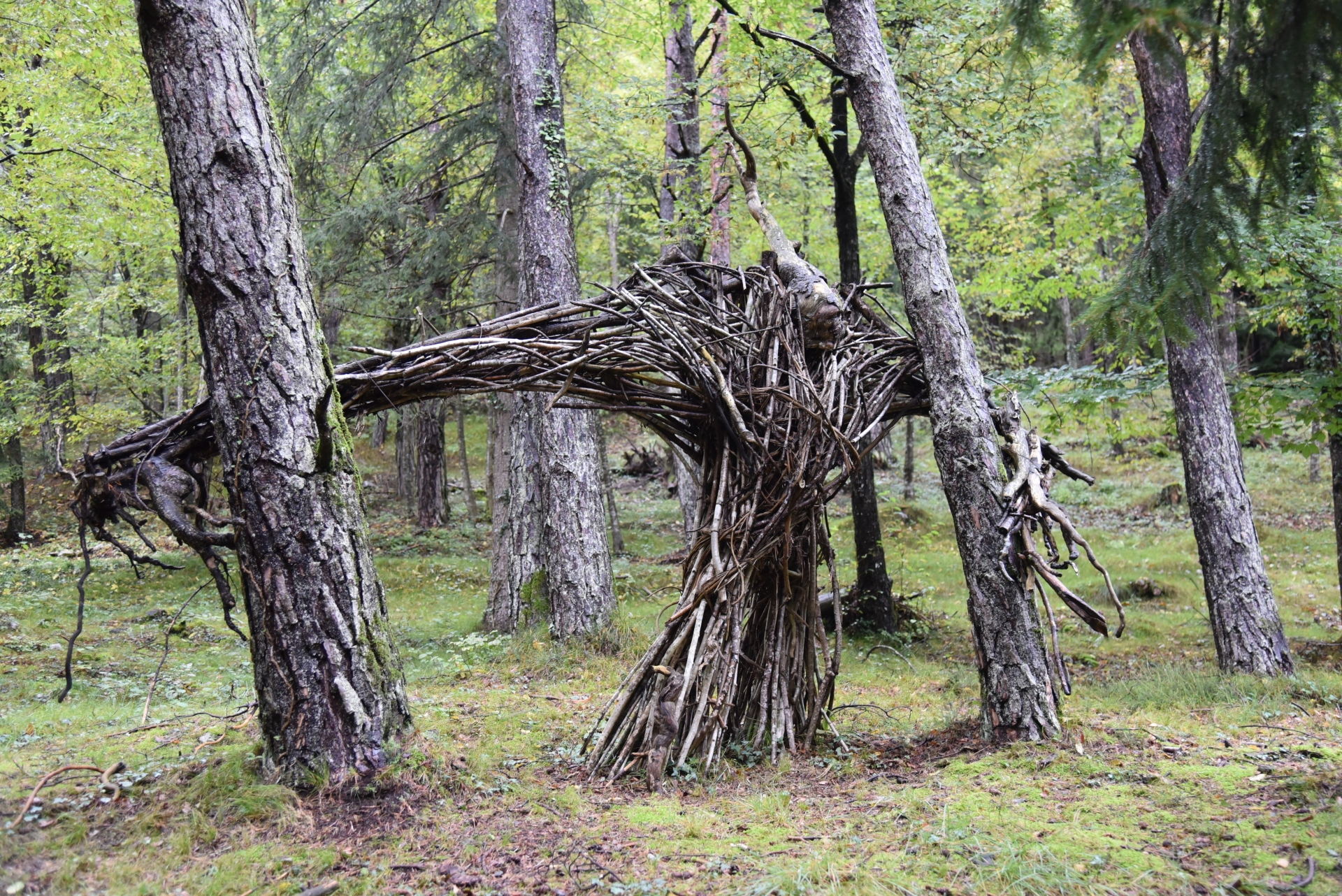 Bosco Arte Stenico Dintorni San Lorenzo Dorsino