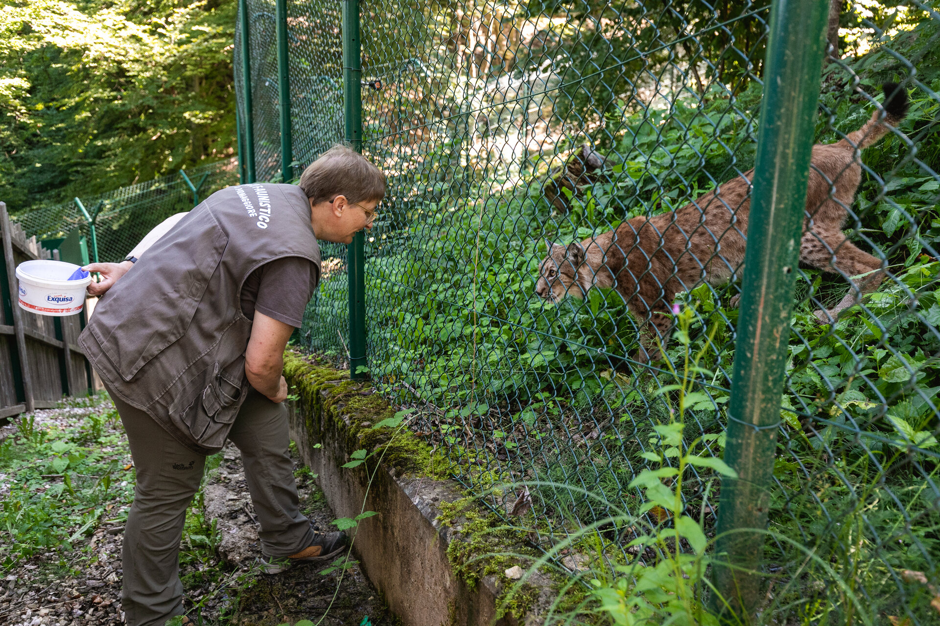 Animali Lince Marta Parco Faunis