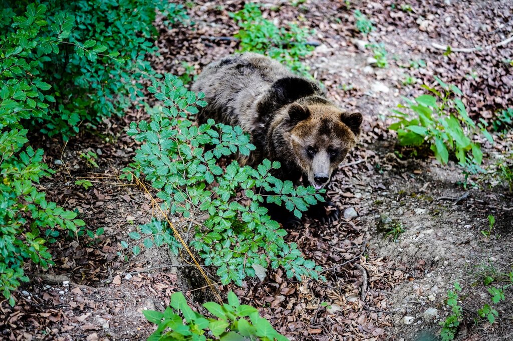 Orso Parco Faunistico Estate 2018 Dp Ph Championscamp 1 1