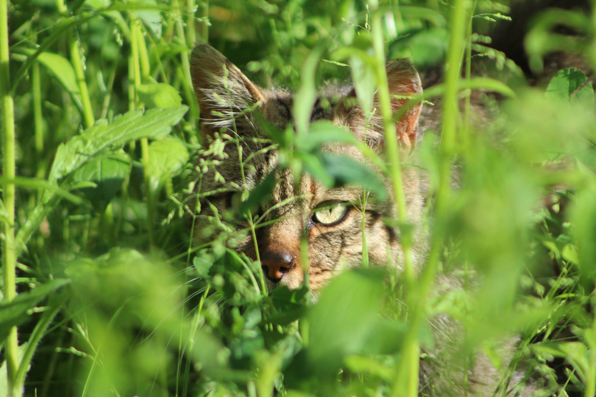 19222707 1204017783040602 5523113412424167512 O