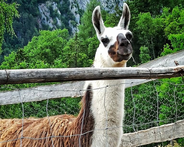 Fattoria Athabaske Deggia San Lorenzo Dorsino Lama2