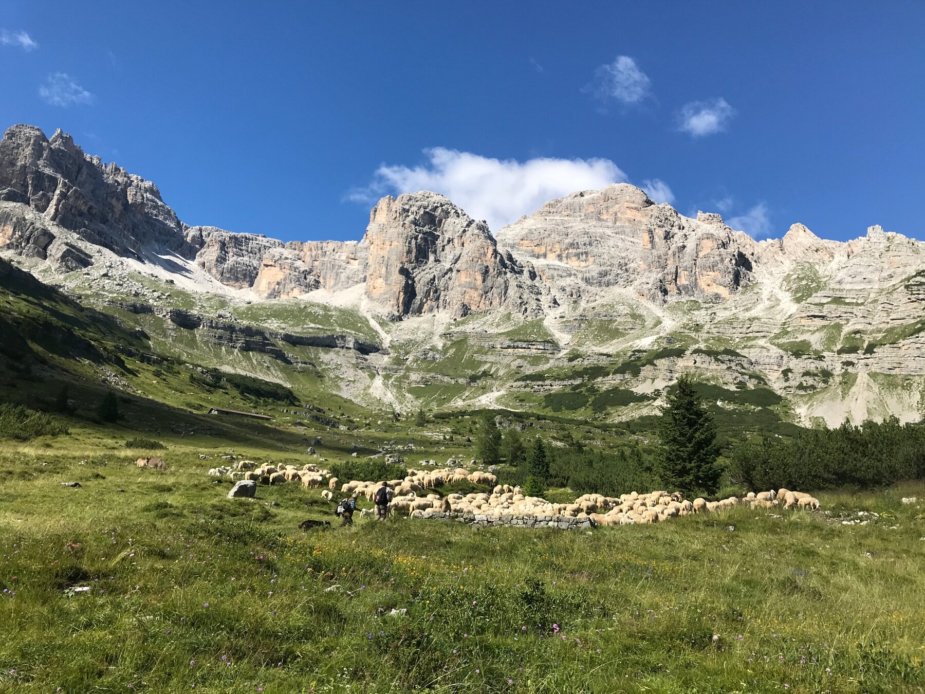 Val Ambiez San Lorenzo Dorsino Pecore