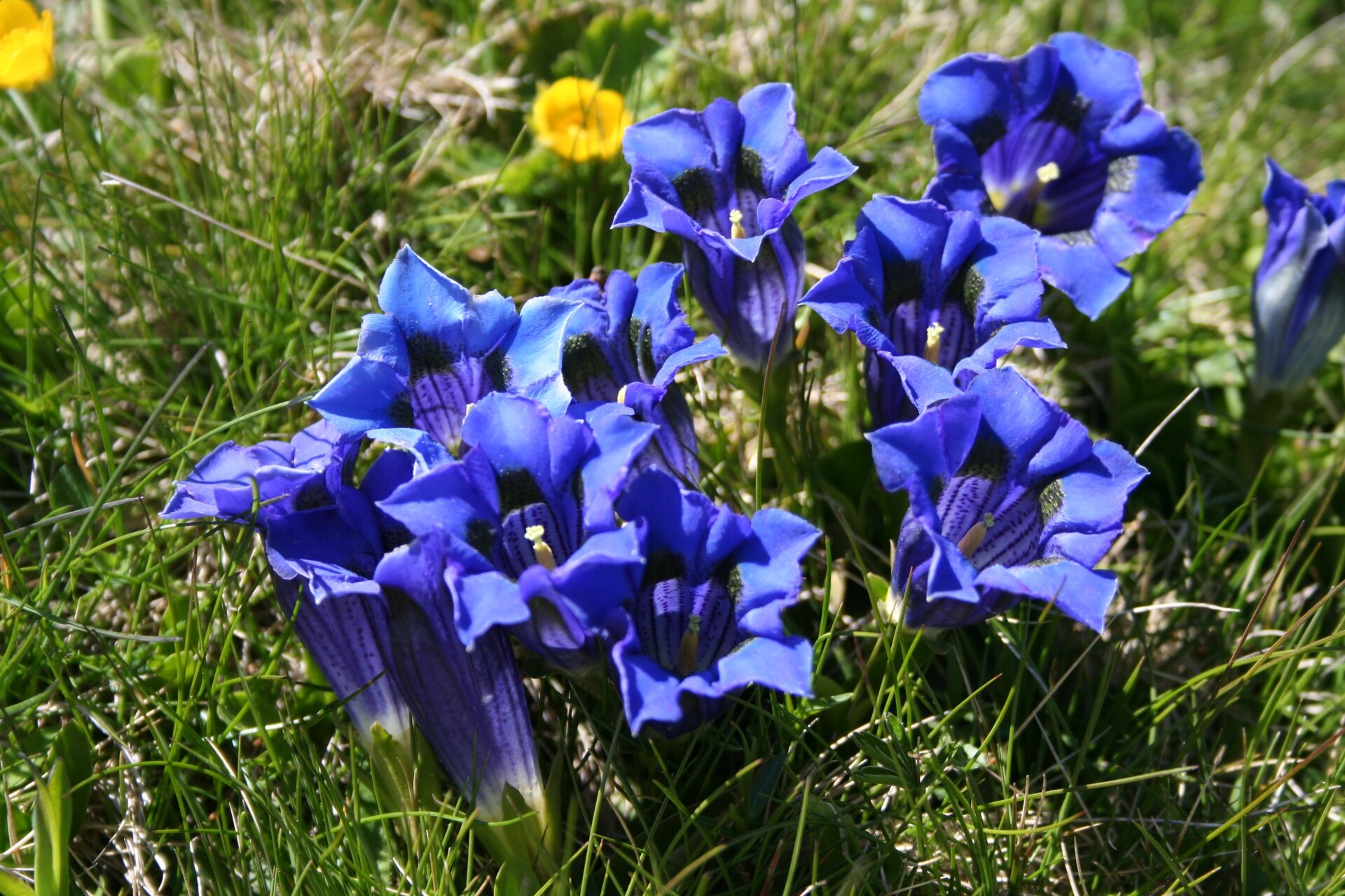 Gita Sul Bullaccia Alpe Di Siusi 27 Maggio 2015 N 2 058 1
