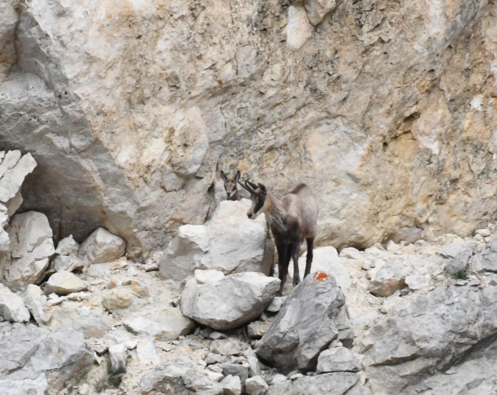 Camosci in Val Ambiez nel Parco Naturale Adamello Brenta 