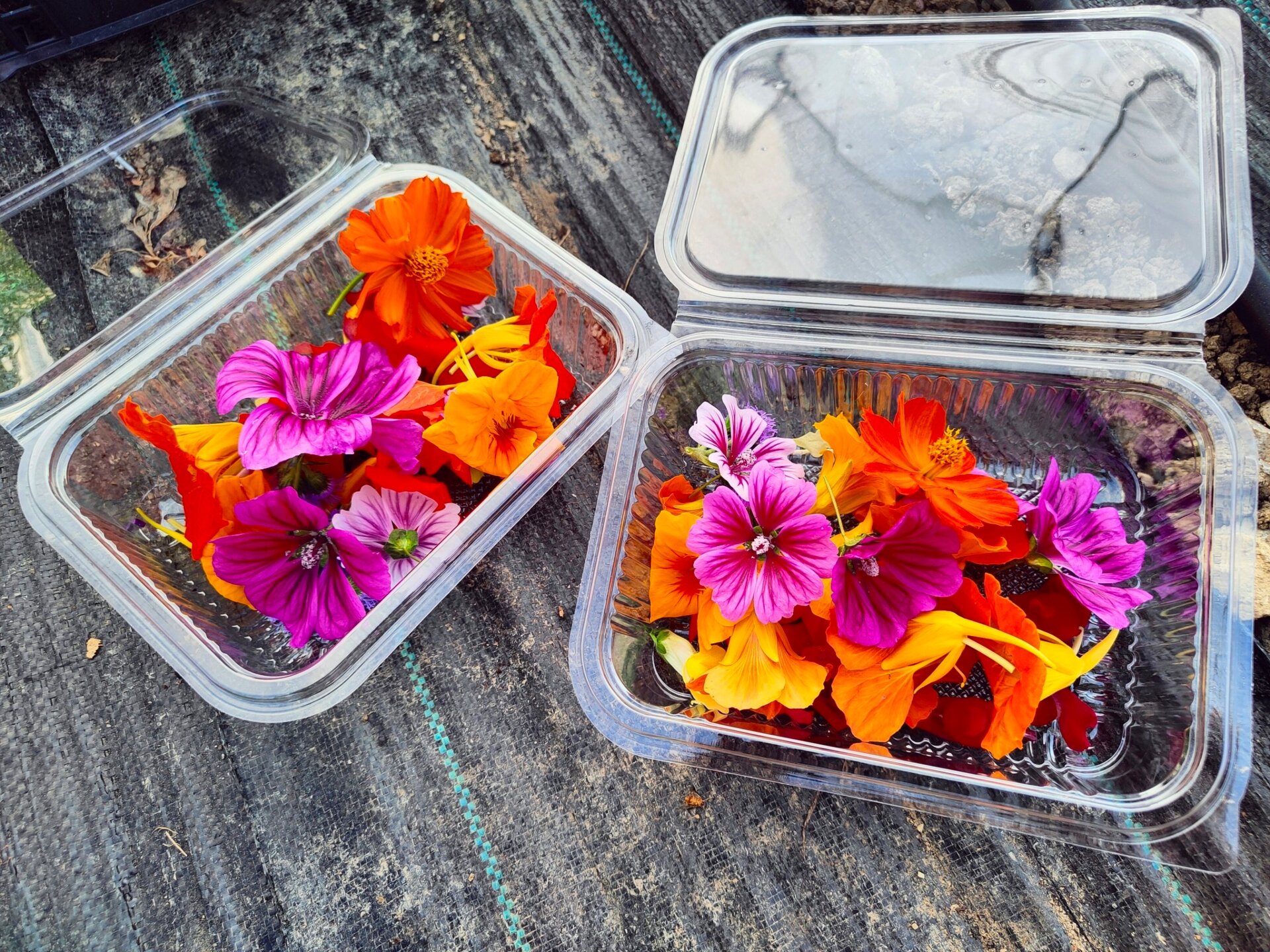 485000985 4822886921270313 38959347688942116 N