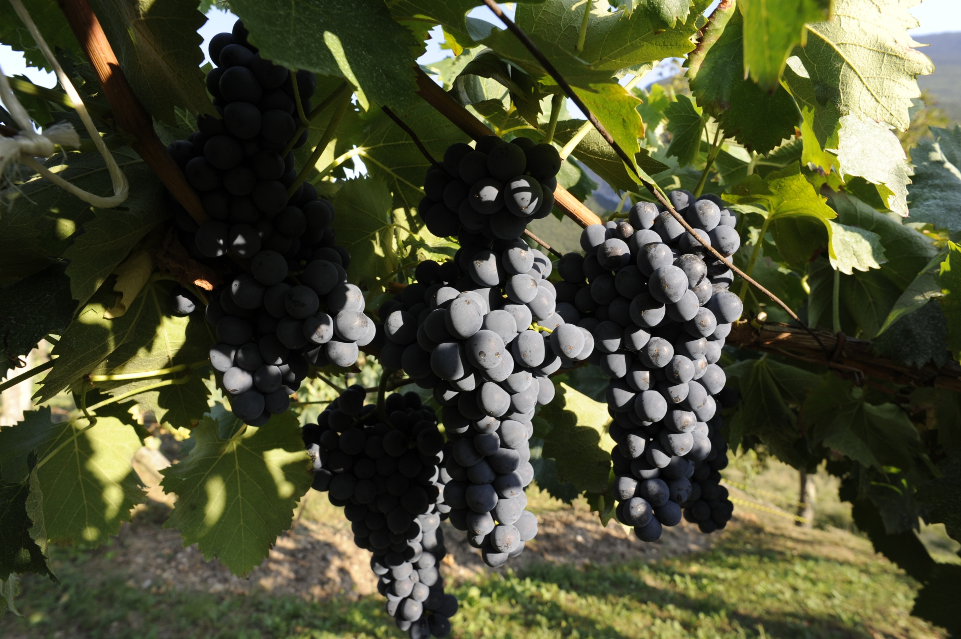 Autunno Uva Nera San Lorenzo Dorsino