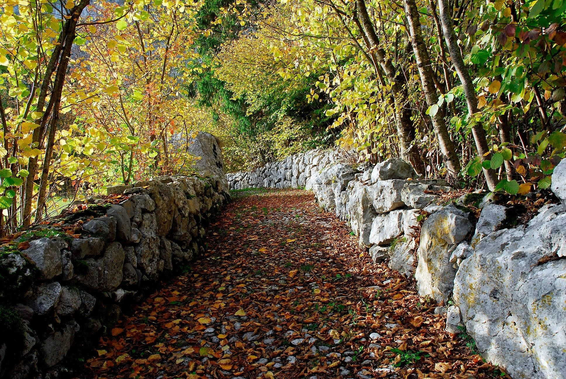 Autunno Strada Bosco Foliage San Lorenzo Dorsino