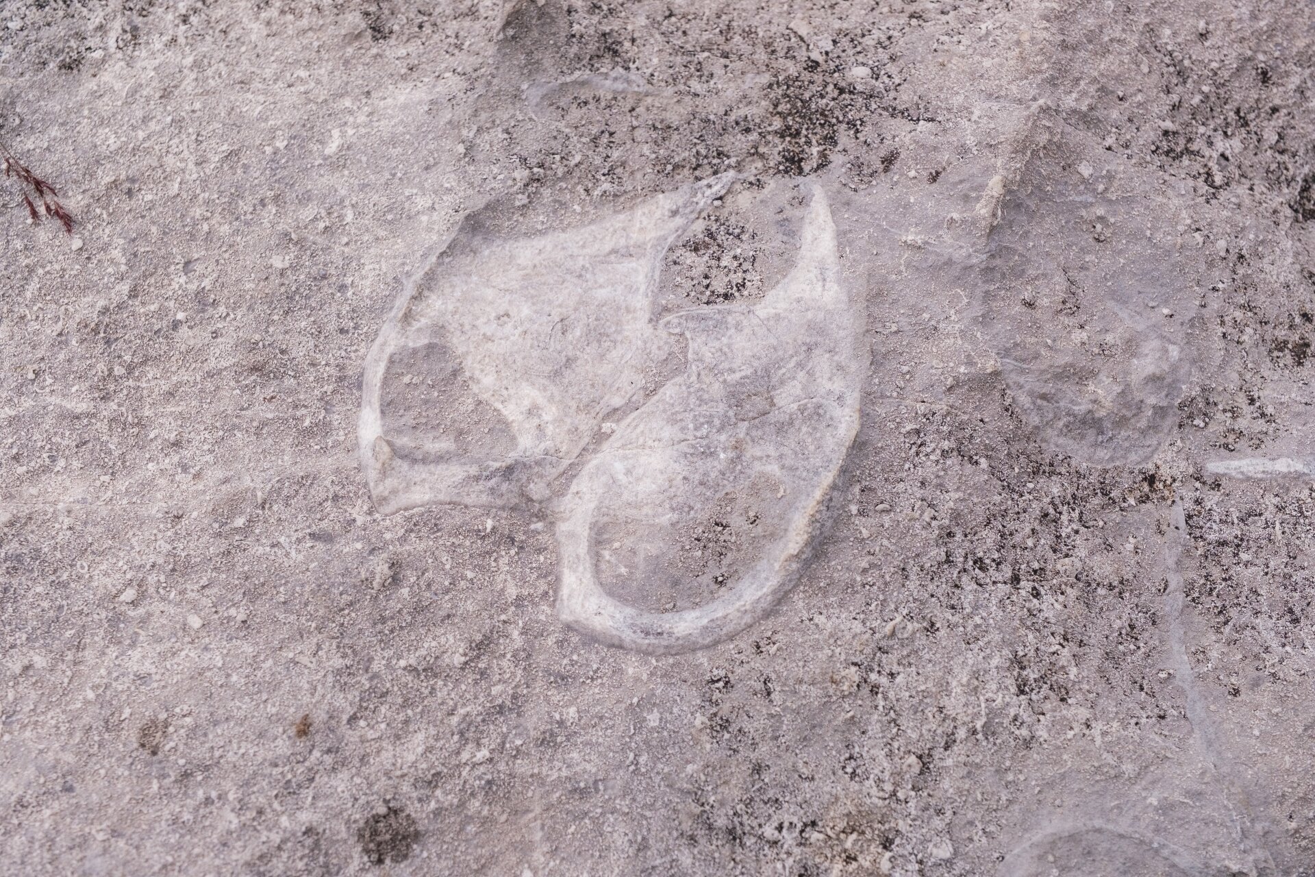 Giardino Dei Fossili Val Ambiez Filippo Frizzera 12