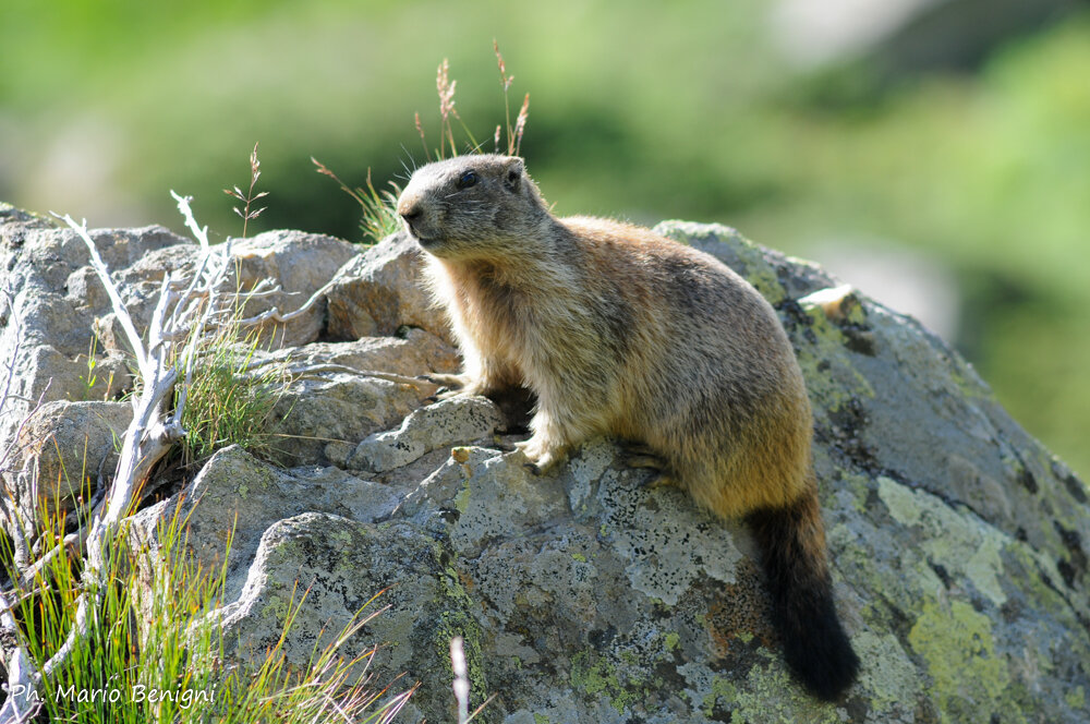 Marmotta Val Ambiez Luca Benigni