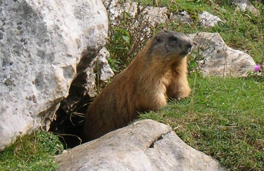 Marmotte Val Ambiez Ph Valentina Bommartini San Lorenzo Dorsino