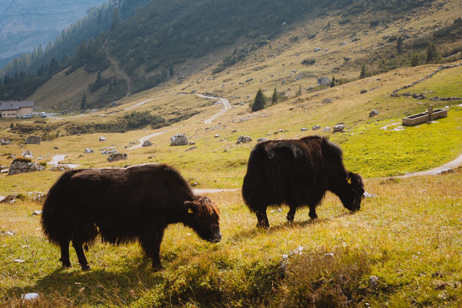 Yak Senza Corna Val Ambiez Nicola Cagol