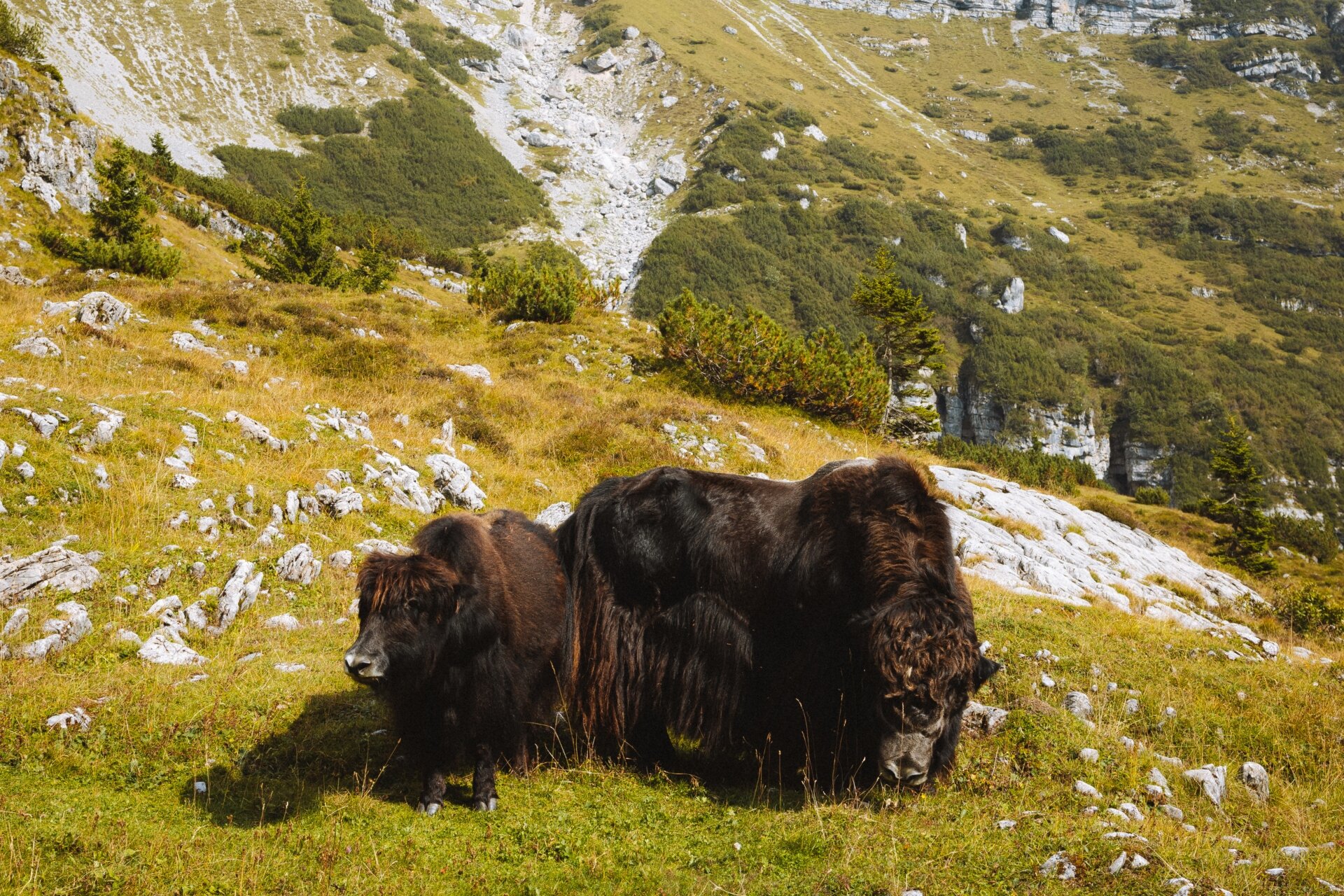 Yak Senza Corna Val Ambiez Nicola Cagol 1
