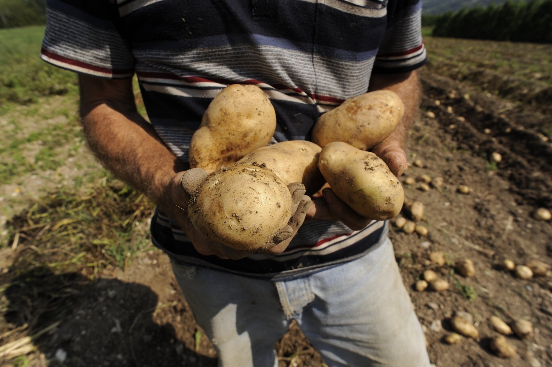 Patate San Lorenzo Dorsino1
